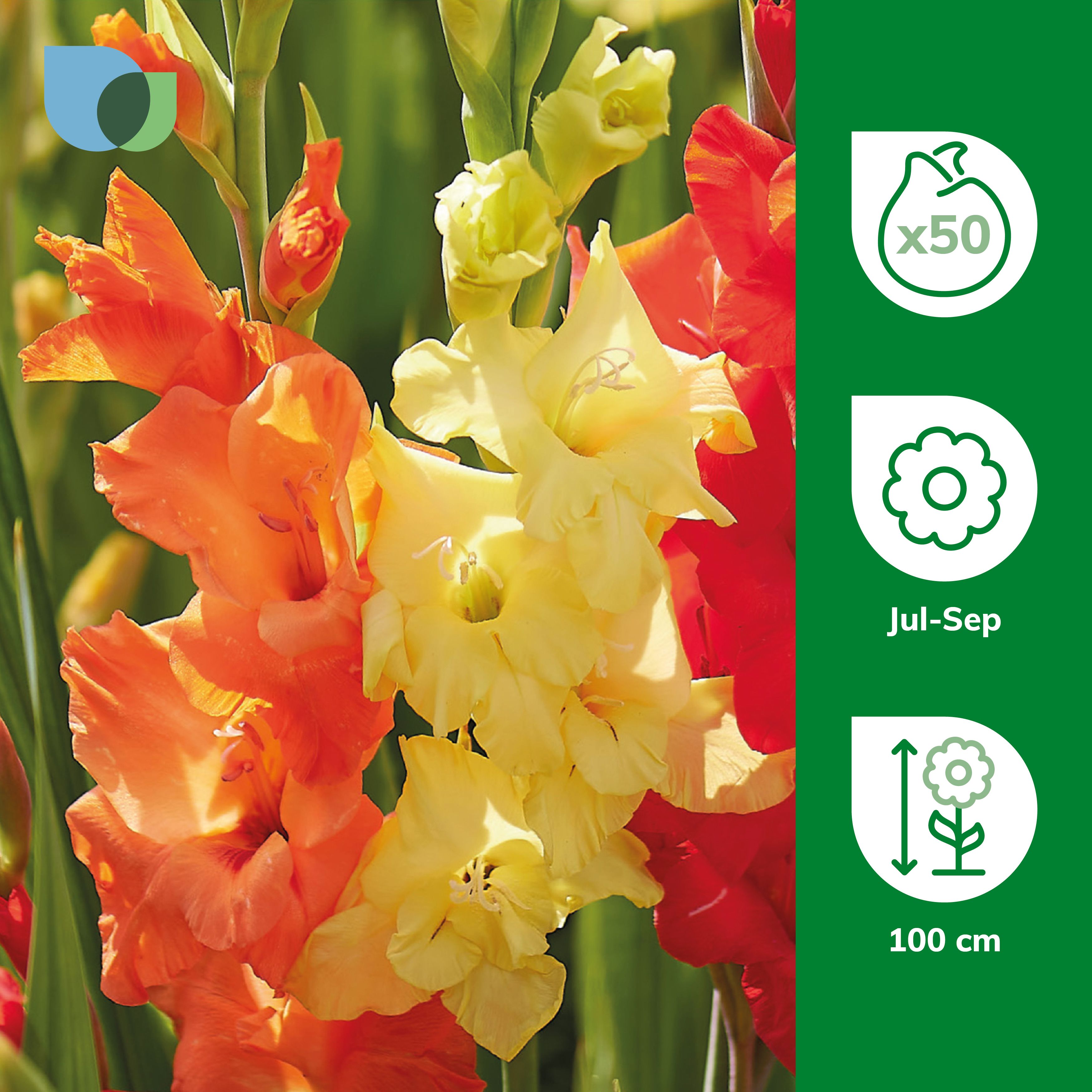Gladiolus Sunset Mixed Flower bulb, Pack of 50