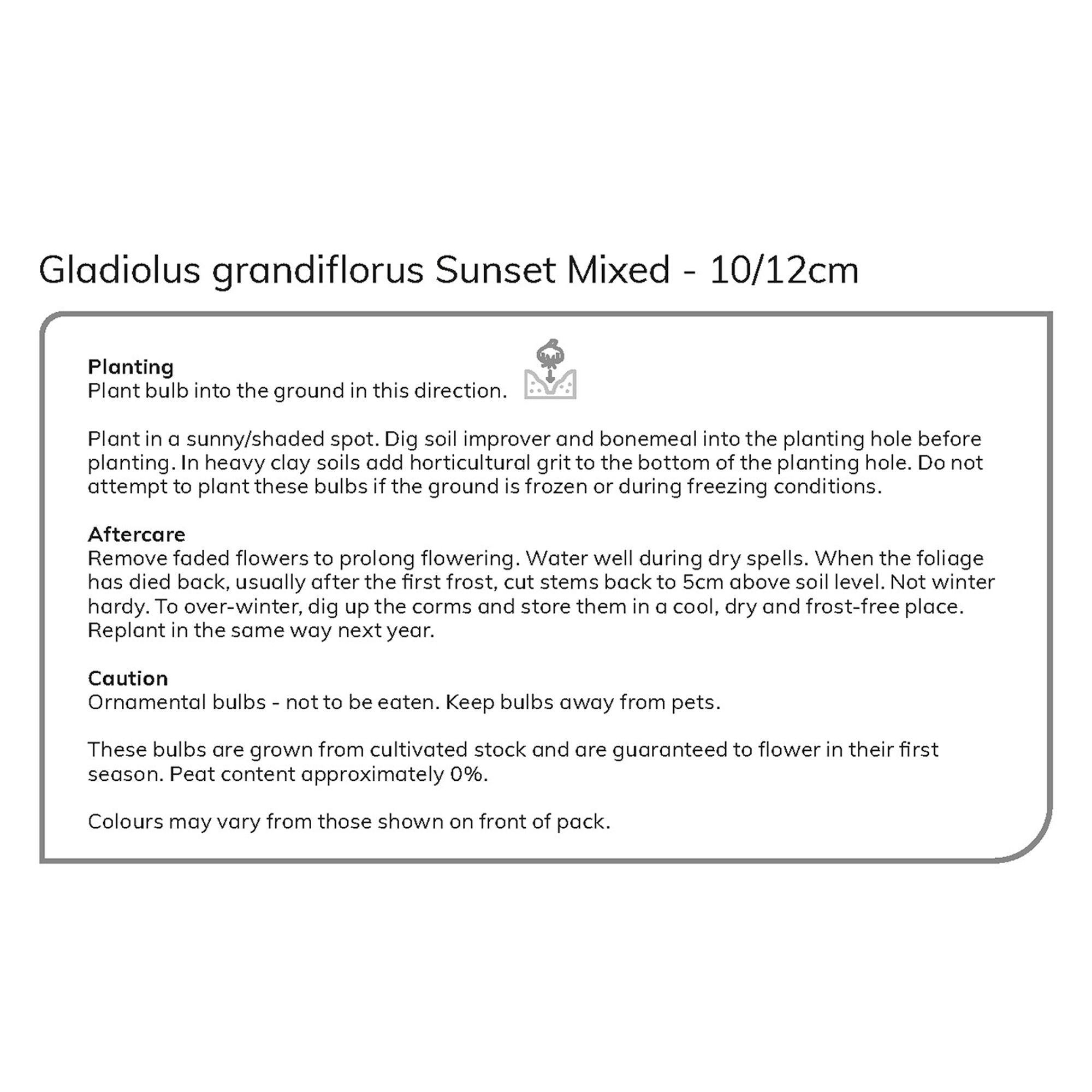Gladiolus Sunset Mixed Flower bulb, Pack of 50