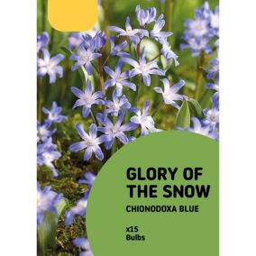 Glory of the snow Flower bulb, Pack of 15