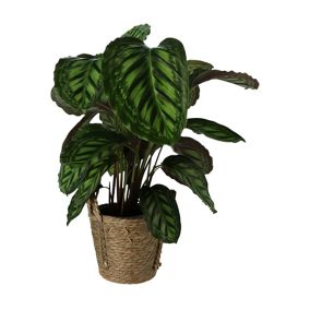 GoodHome Calathea flamestar in Plastic Decorative pot 19cm