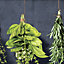 GoodHome Diasi Black & green Botanical Textured Wallpaper