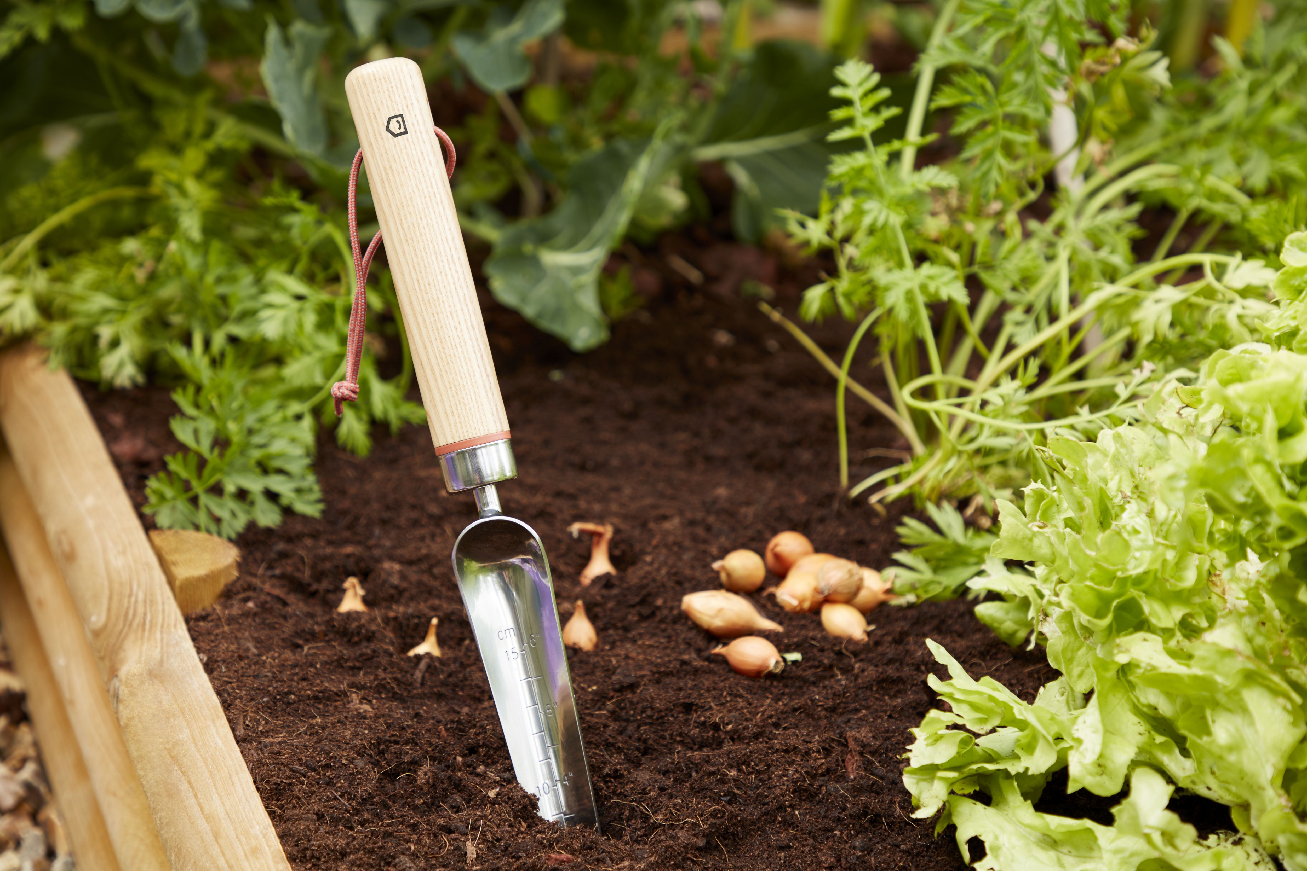 GoodHome Durum Transplanter
