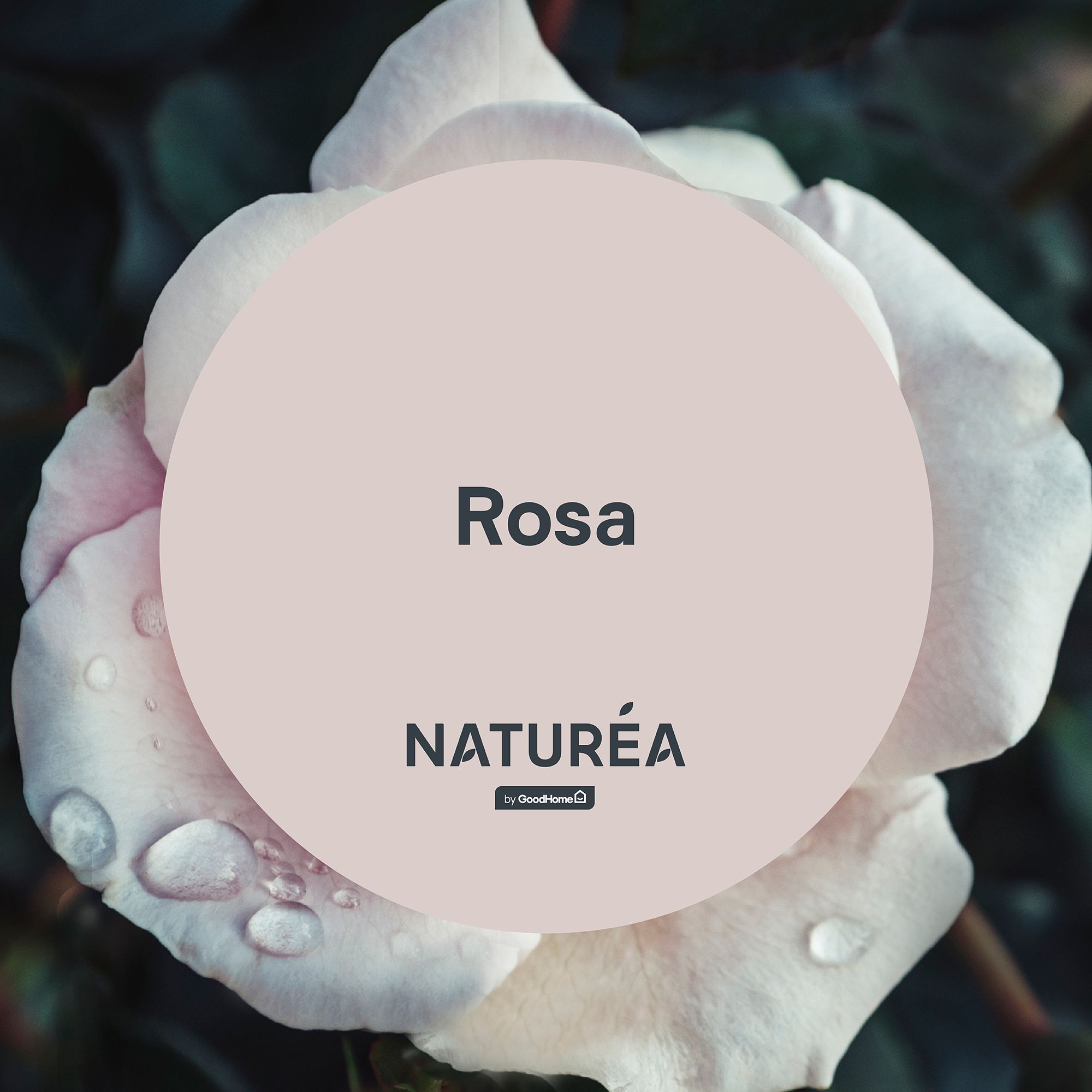 GoodHome Naturéa Rosa Velvet matt Wall paint, 2.5L
