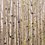 Grandeco Multicolour Birch tree Matt Mural