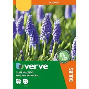 Grape hyacinth Flower bulb, Pack of 100