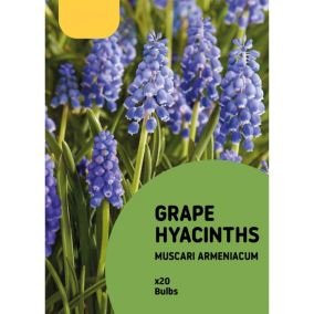 Grape Hyacinth Flower bulb, Pack of 20
