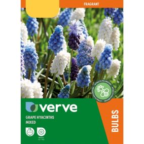 Grape Hyacinths Mixed 50 Flower bulbs