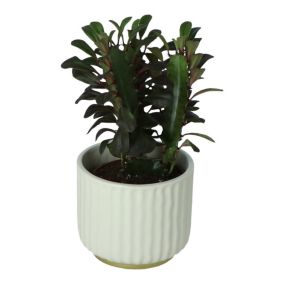 Green Euphorbia in 9cm Ceramic Decorative pot
