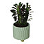 Green Euphorbia in 9cm Ceramic Decorative pot