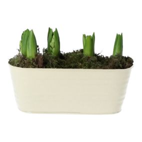Green Hyacinth in 23cm Metal Decorative pot