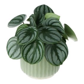Green Peperomia in 13cm Ceramic Decorative pot