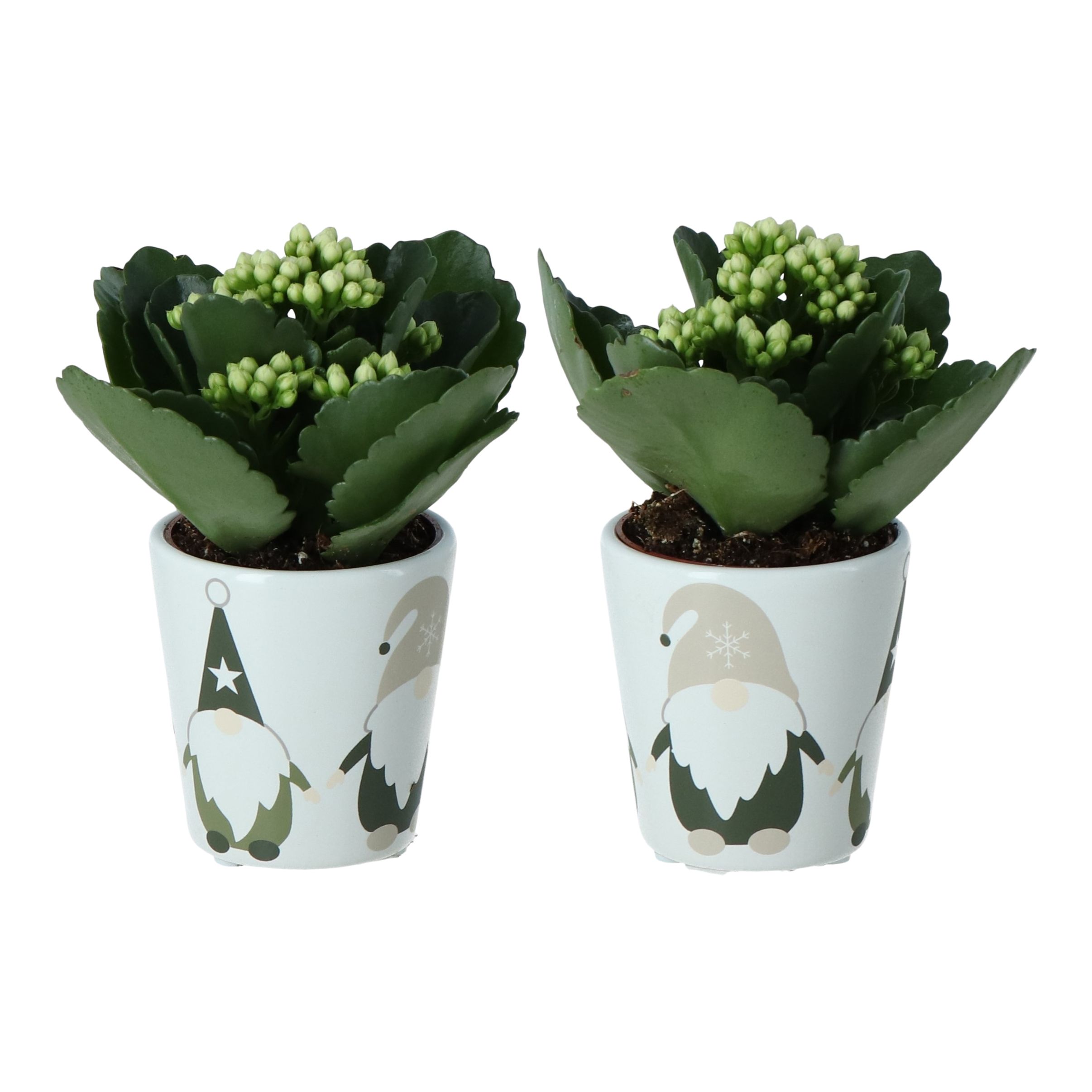 Green Succulent in 6cm Terracotta Gonk Ceramic Decorative pot