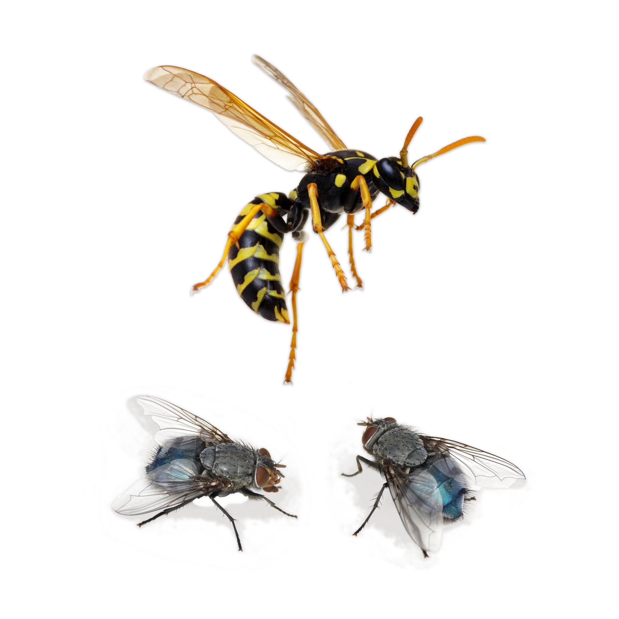 Grow Care Protect Fly & wasp killer spray 500ml