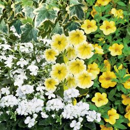 Hanging basket collection Yellow Summer Bedding plant 10.5cm, Pack of 6