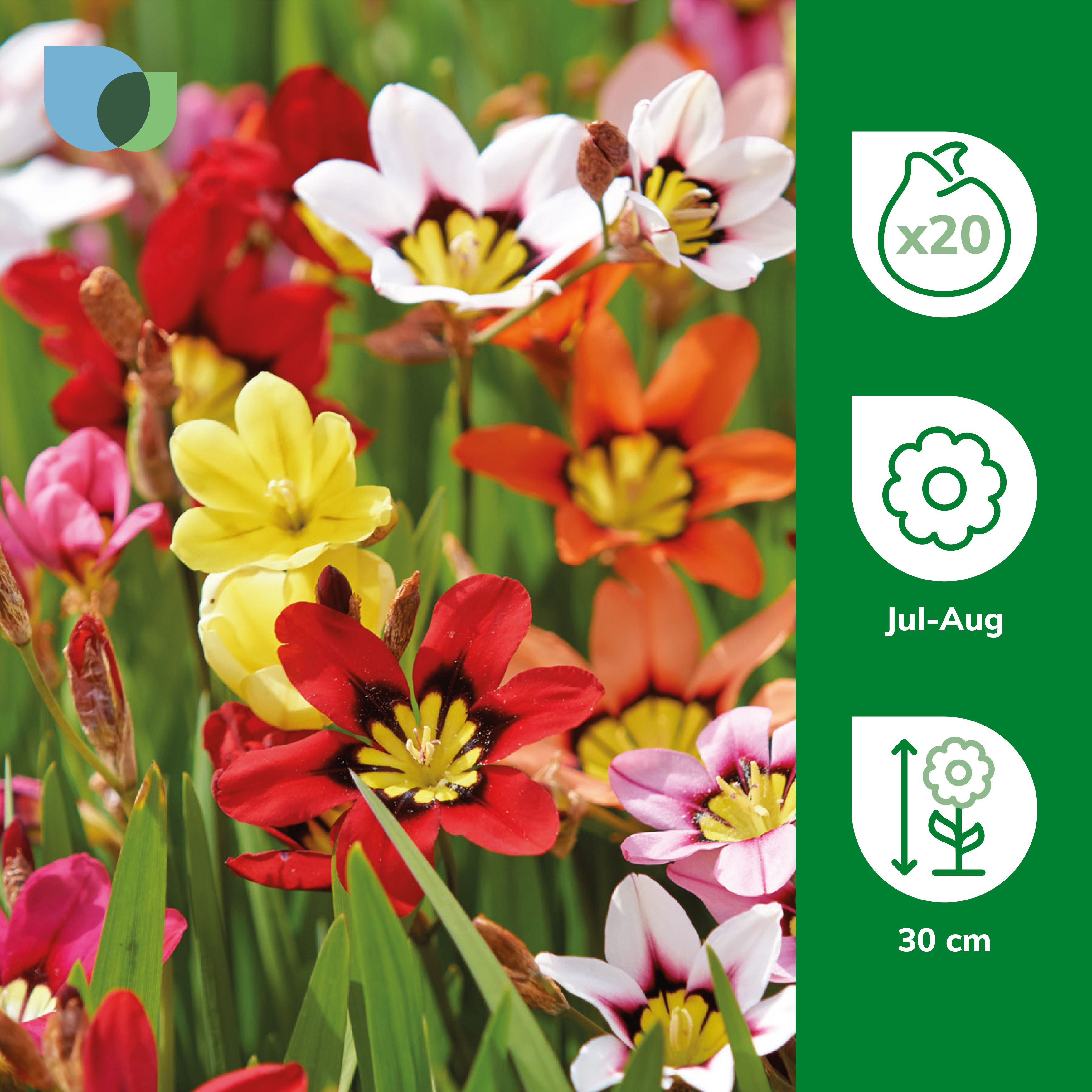 Harlequin Flower Mixed Flower bulb, Pack of 20