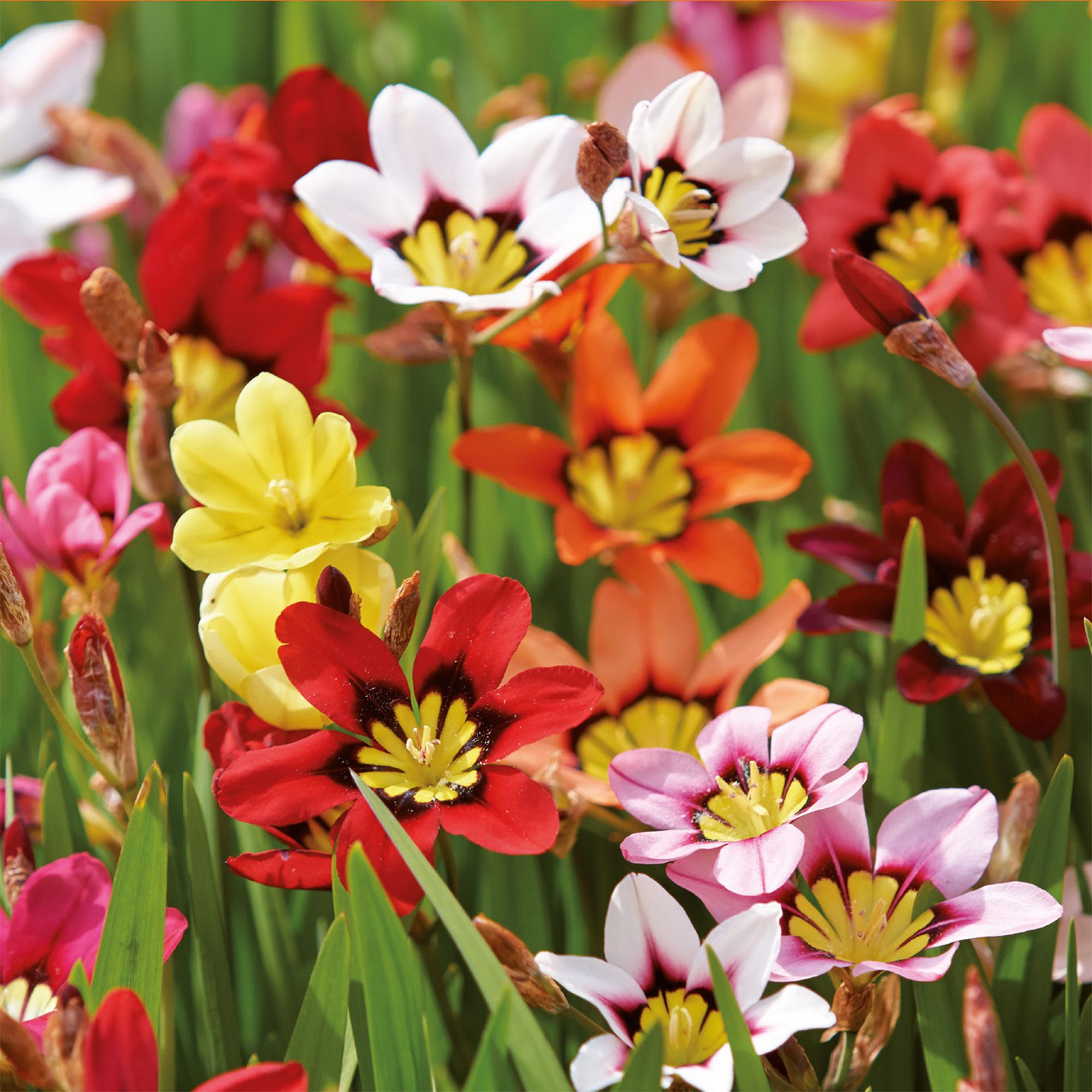 Harlequin Flower Mixed Flower bulb, Pack of 20