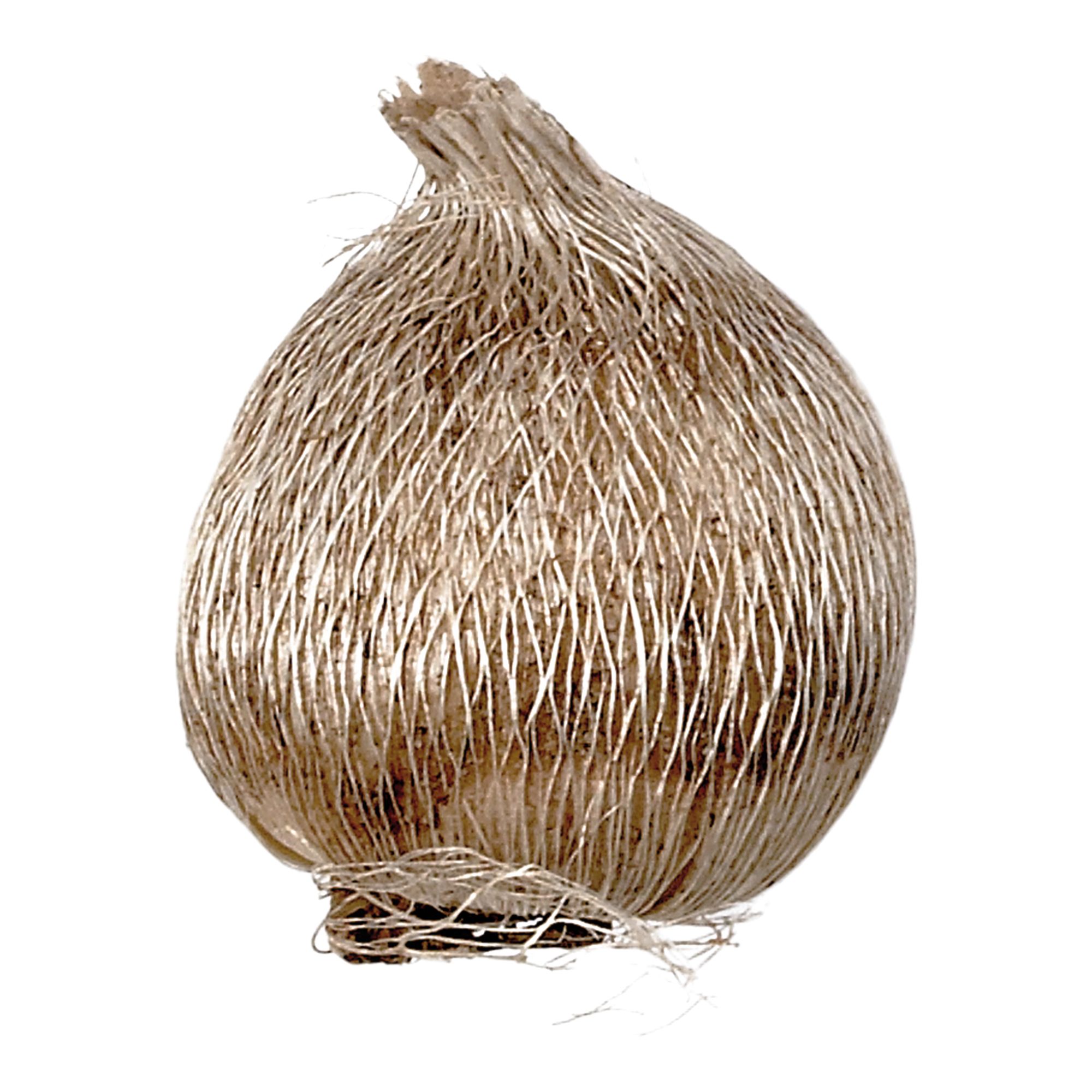 Harlequin Flower Mixed Flower bulb, Pack of 20