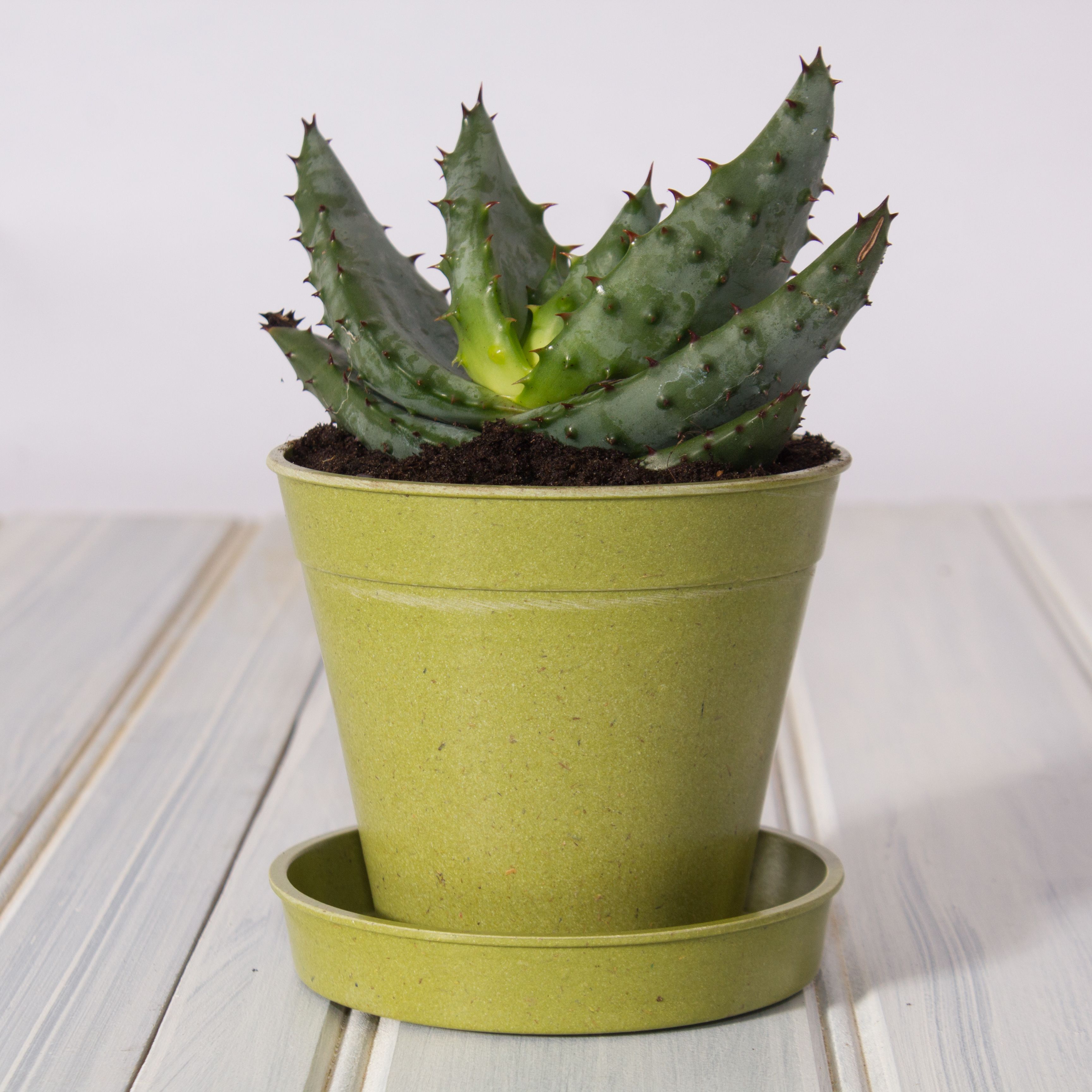Haxnicks Sage Green Bamboo Round Plant pot (Dia)7.5cm, Pack of 5