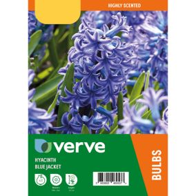 Hyacinth Blue Jacket 3 Flower bulbs