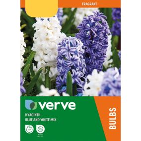 Hyacinth Blue & White mix 9 Flower bulbs