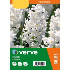 Hyacinth carnegie Flower bulb, Pack of 3