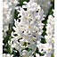 Hyacinth carnegie Flower bulb, Pack of 3