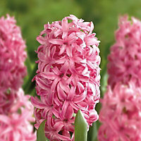 Hyacinth Hyacinth Flower bulb