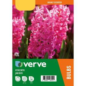 Hyacinth jan bos Flower bulb, Pack of 3