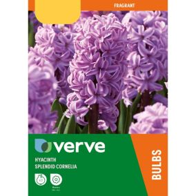 Hyacinth Splendid Cornelia Flower bulb, Pack of 3