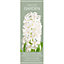 Hyacinthus Carnegie White Flower bulb, comes in Glass Container