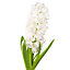 Hyacinthus Carnegie White Flower bulb, comes in Glass Container