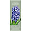 Hyacinthus Delft Blue Flower bulb, comes in Glass Container