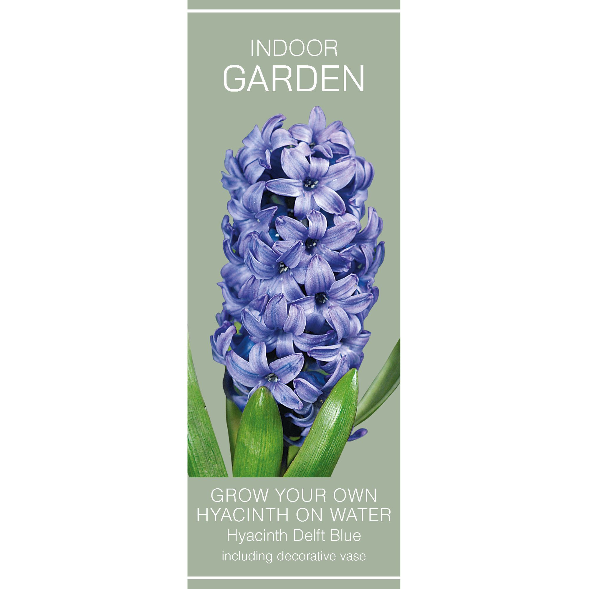 Hyacinthus Delft Blue Flower bulb, comes in Glass Container