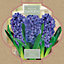 Hyacinthus Delft Blue Flower bulb, comes in Seagrass Container