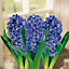Hyacinthus Delft Blue Flower bulb, comes in Seagrass Container