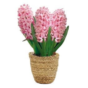 Hyacinthus Fondant Pink Flower bulb, comes in Seagrass Container