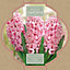 Hyacinthus Fondant Pink Flower bulb, comes in Seagrass Container