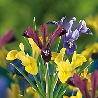 Iris Flower bulb