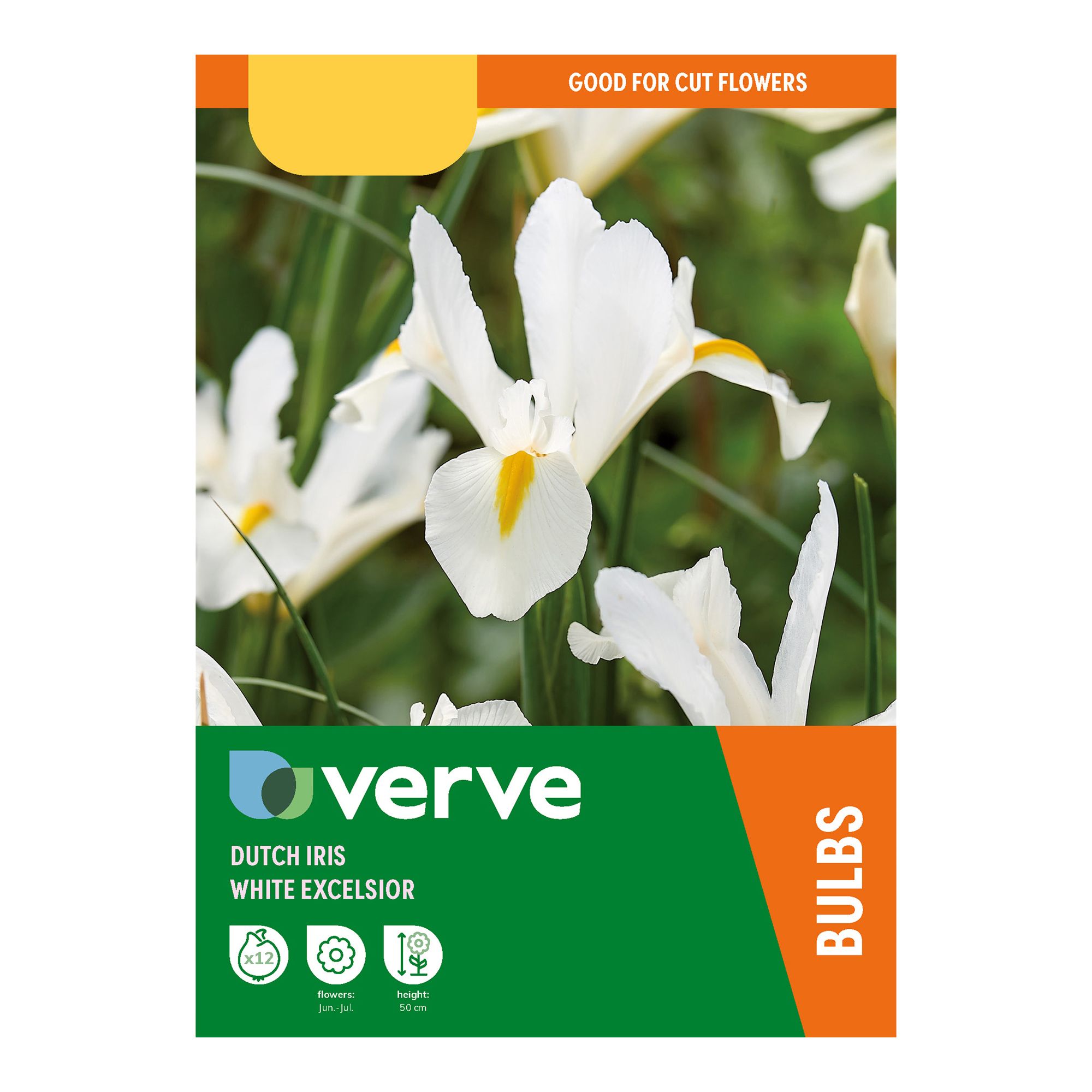 Iris hollandica White Excelsior White Flower bulb Pack of 12