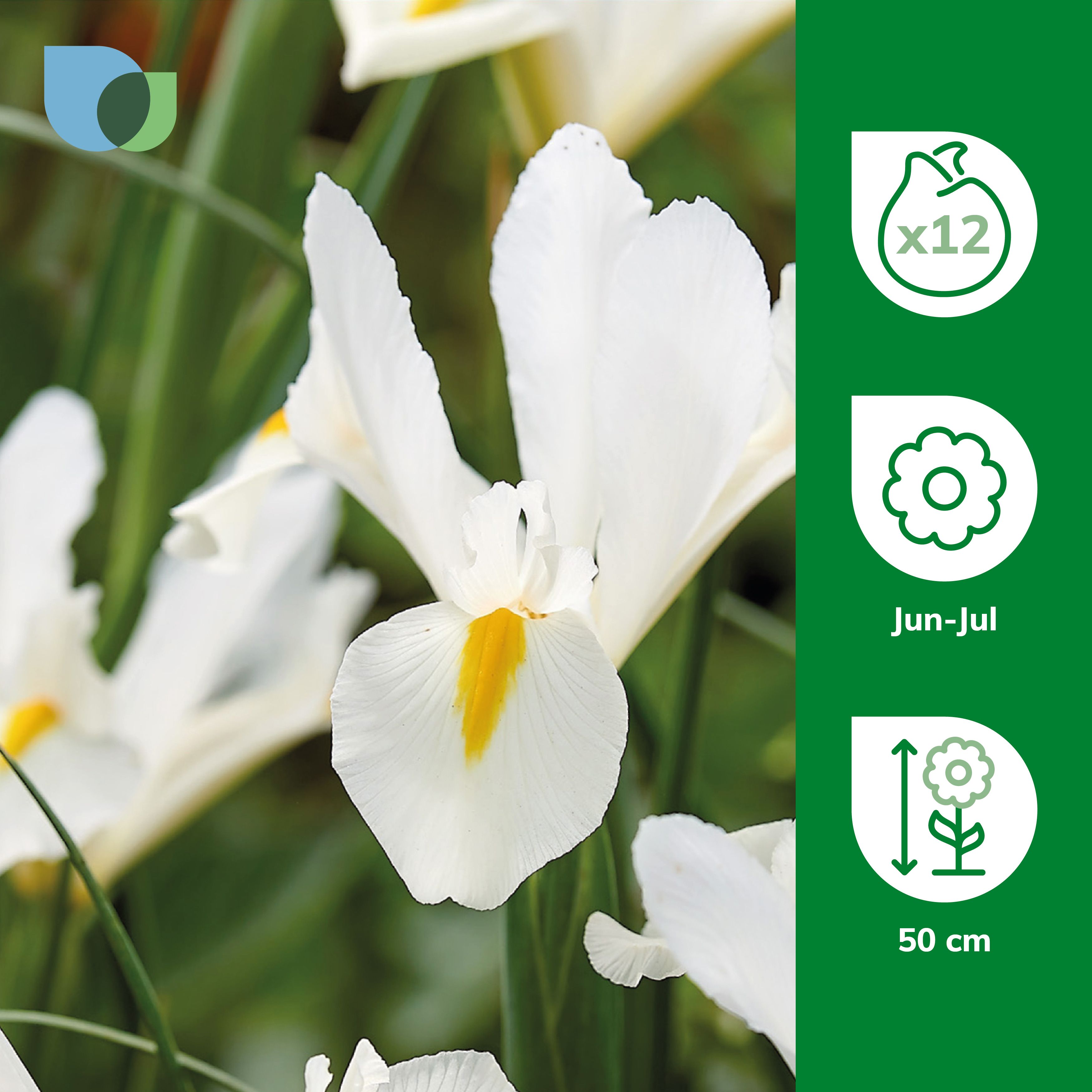 Iris hollandica White Excelsior White Flower bulb Pack of 12