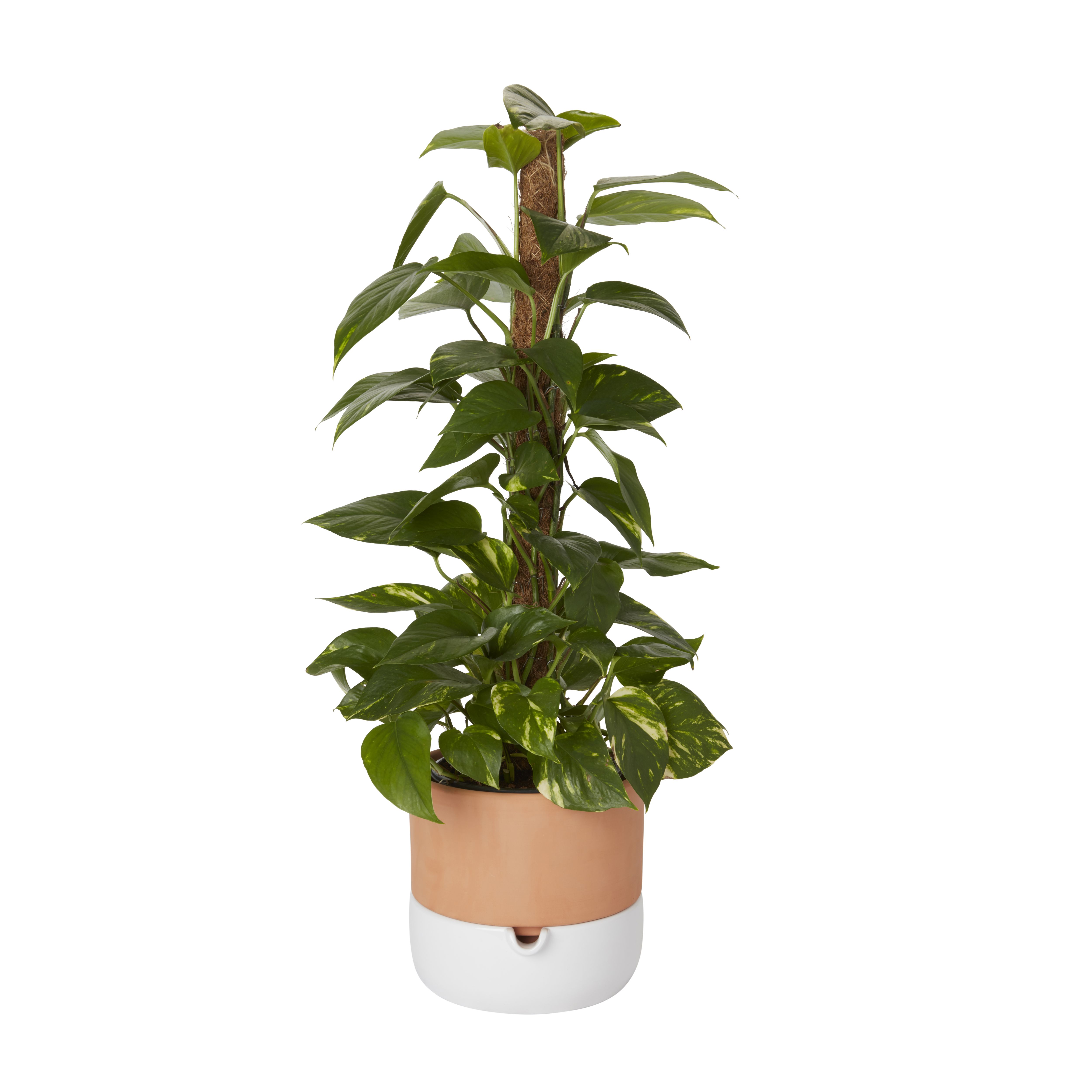 Ivy in 19cm Black Plastic Grow pot