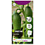 Iwa cucumber Seed