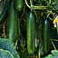 Iwa cucumber Seed