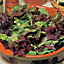 Johnsons Catalogna, Lolla rossa, Grand Rapids, Rossa di Trento Lettuce Salad Seeds