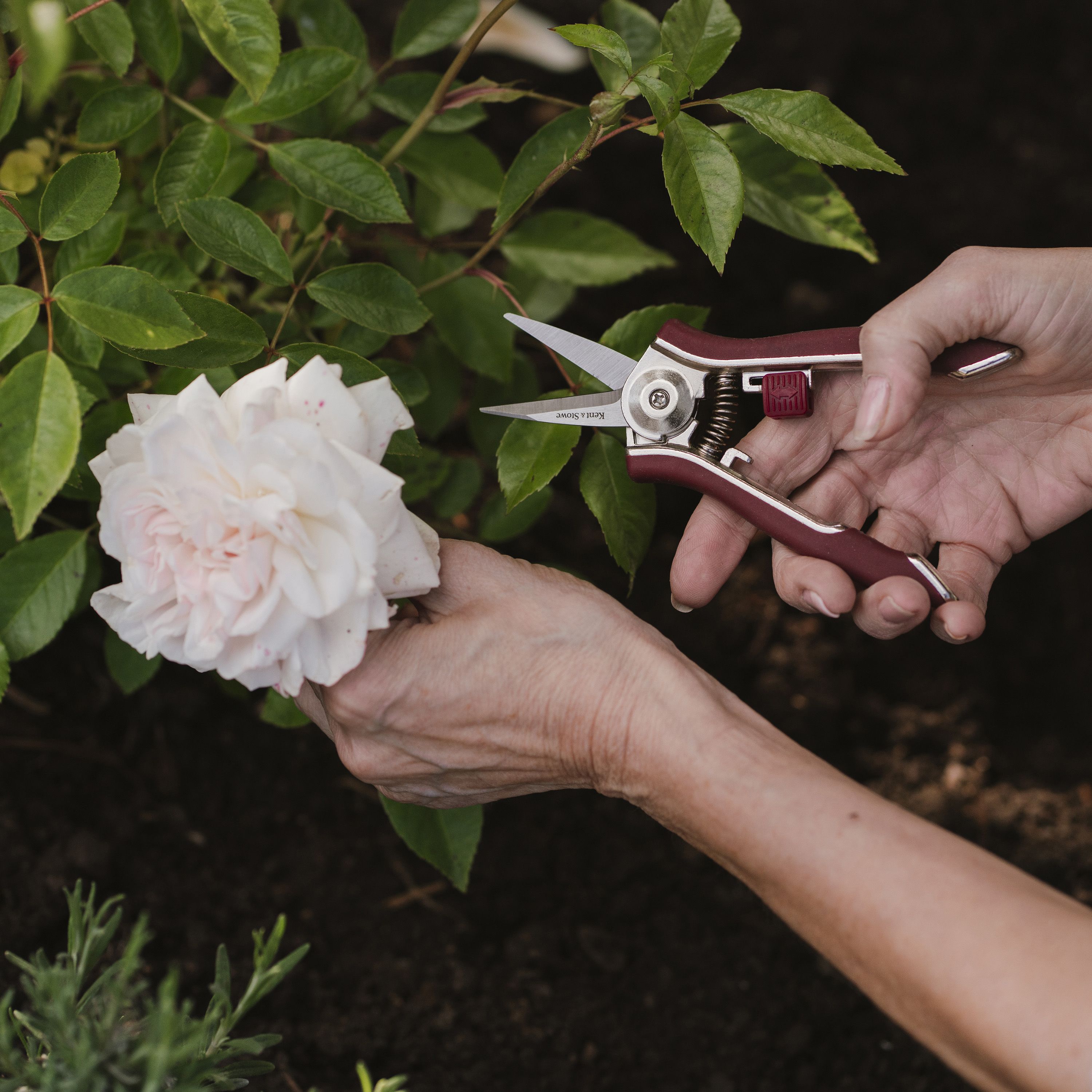 Kent & Stowe Garden Cutting Carbon Steel & Red Precision Garden snips (H) 200mm x (W) 120mm