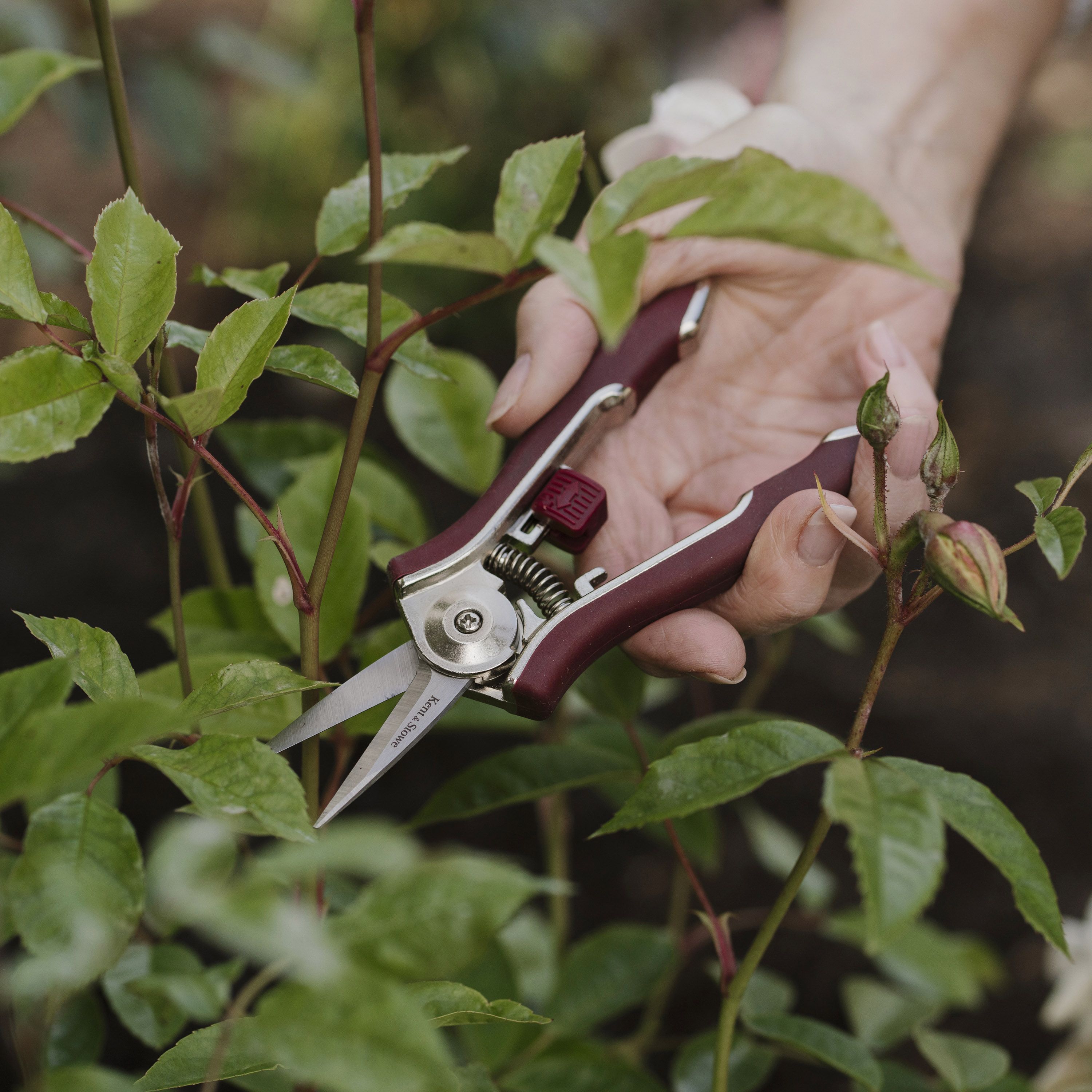 Kent & Stowe Garden Cutting Carbon Steel & Red Precision Garden snips (H) 200mm x (W) 120mm