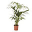Kentia Palm in 19cm Terracotta Plastic Grow pot