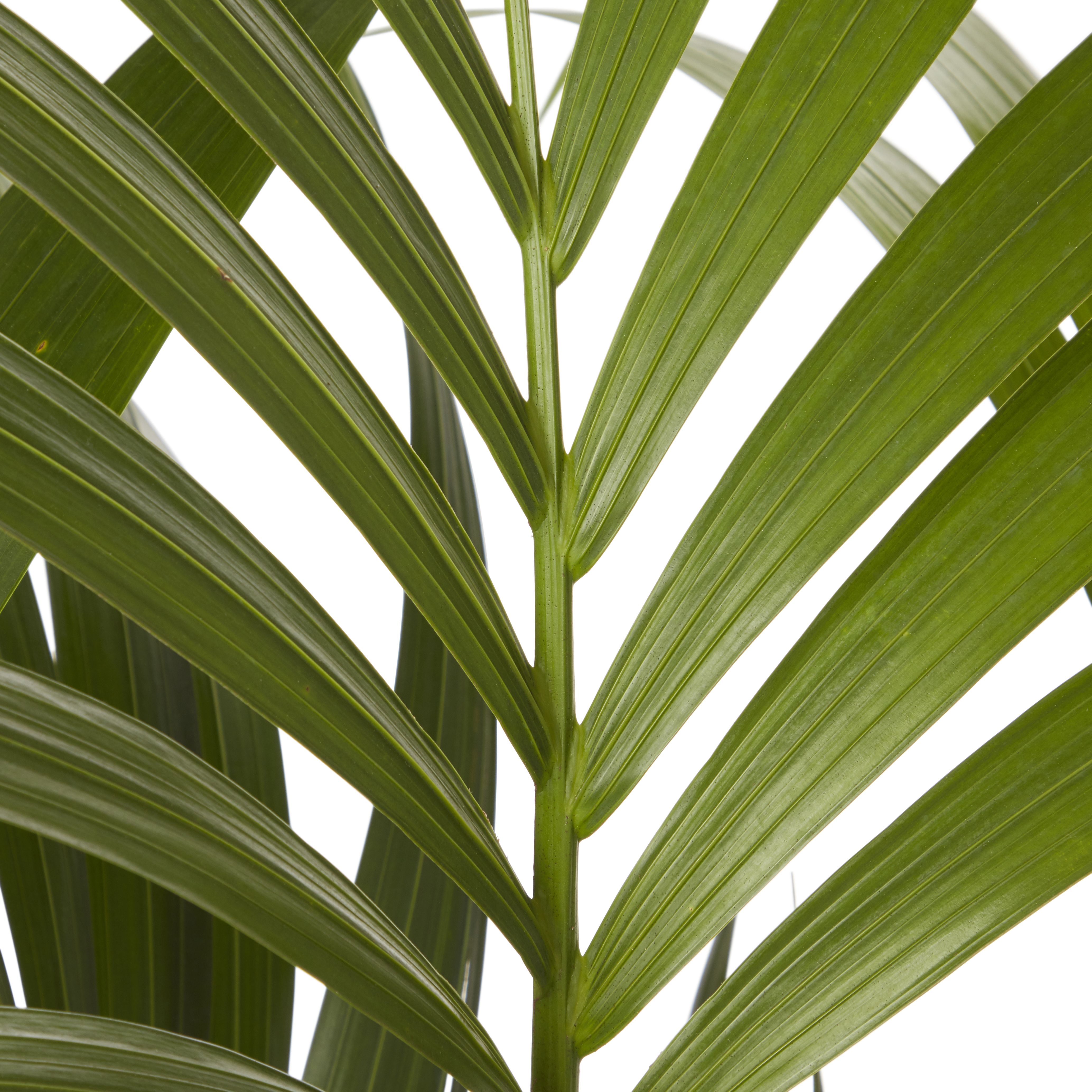 Kentia Palm in 19cm Terracotta Plastic Grow pot