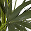 Kentia Palm in 24cm Terracotta Plastic Grow pot