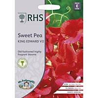 King Edward VII Sweet Pea Seed